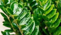 ZZ Plant