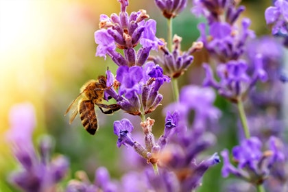 Bee on Lavender with sunlight in background