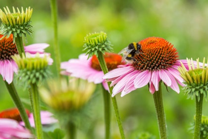 Bumble Bee on Echinacea flower in garden