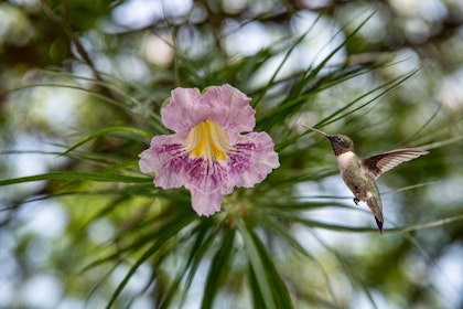 Ruby Throated Hummingbird with Desert Willow Tree Flower