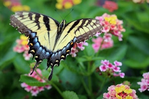 Swallow Tail Butterfly with Pink and Yellow Lantana Flowers