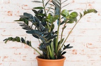 ZZ Plant in Clay Pot.