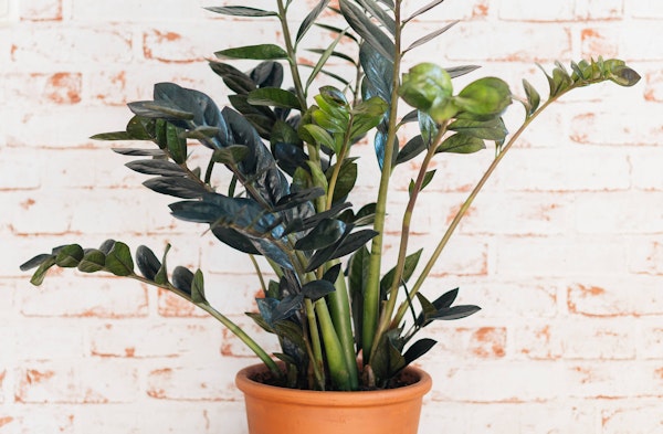 ZZ Plant (Zanzibar Gem) Zamioculcas houseplant