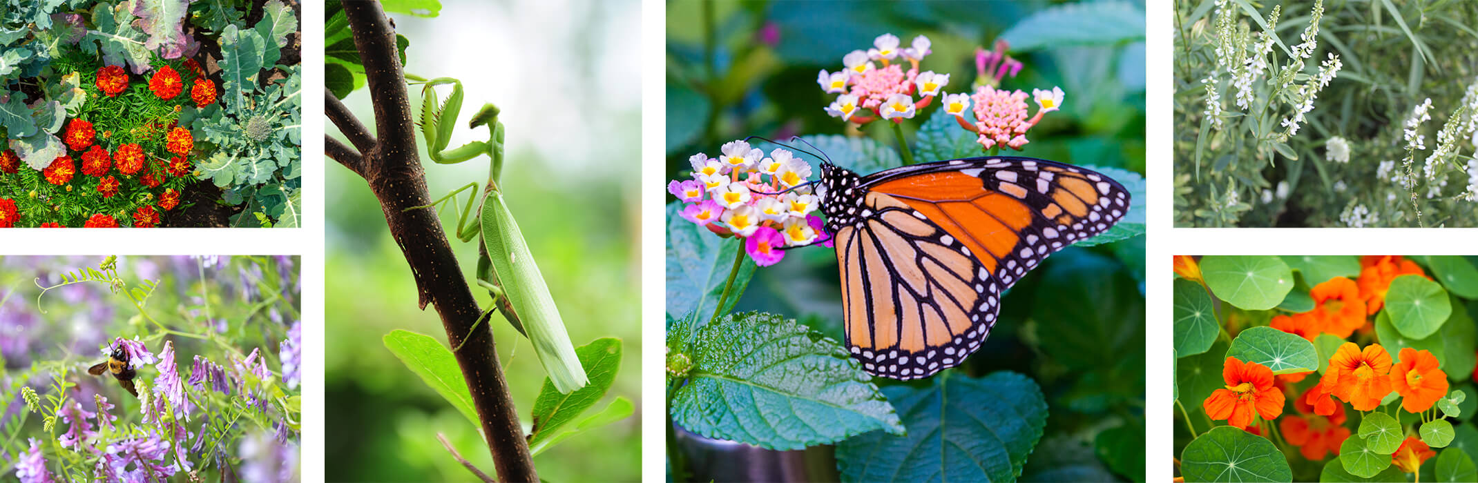 A collage of 6 images: marigolds in garden, hairy vetch flowers and carpenter bee, praying mantis on limb, monarch butterfly on lantana flowers, white sweet clover, and nasturtium flowers