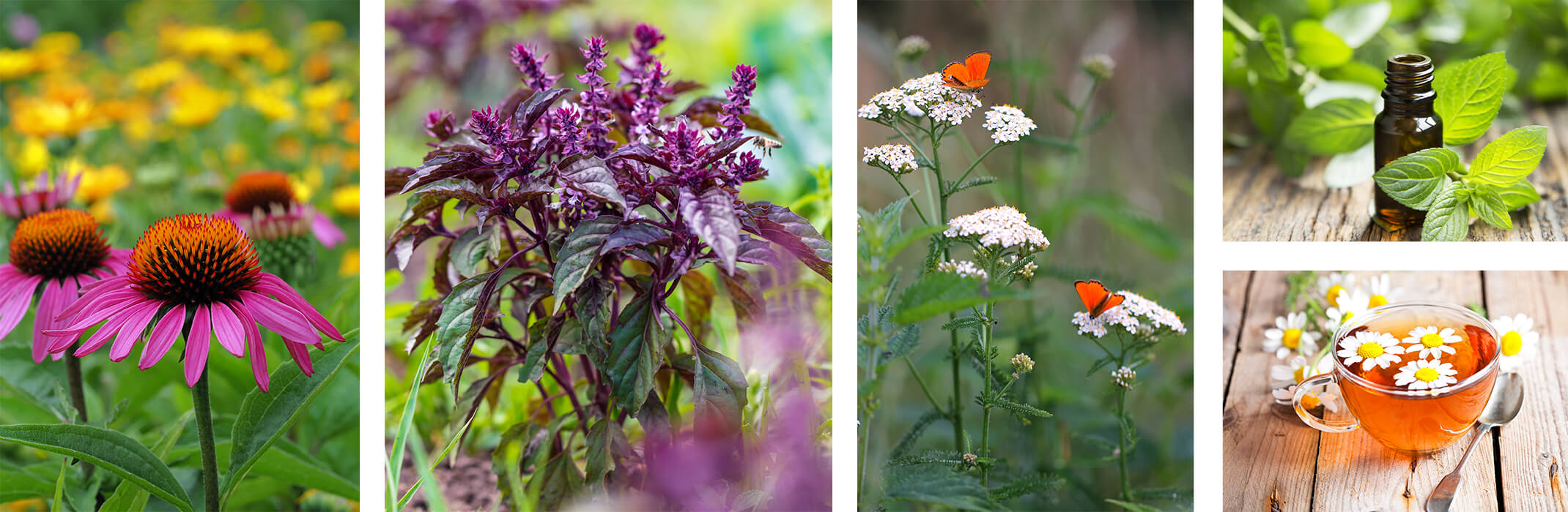 A collage of 5 images: echinacea flowers in garden with yellow blurred flowers in background, purple basil in garden,  white yarrow with orange-red butterflies, a tincture of peppermint on wood near peppermint leaves, and a cup of camomile tea with camomile flowers in it.