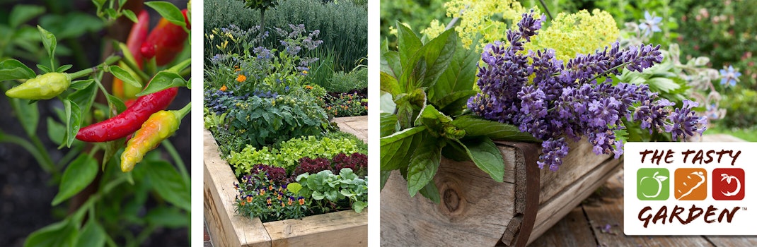 Tasty garden