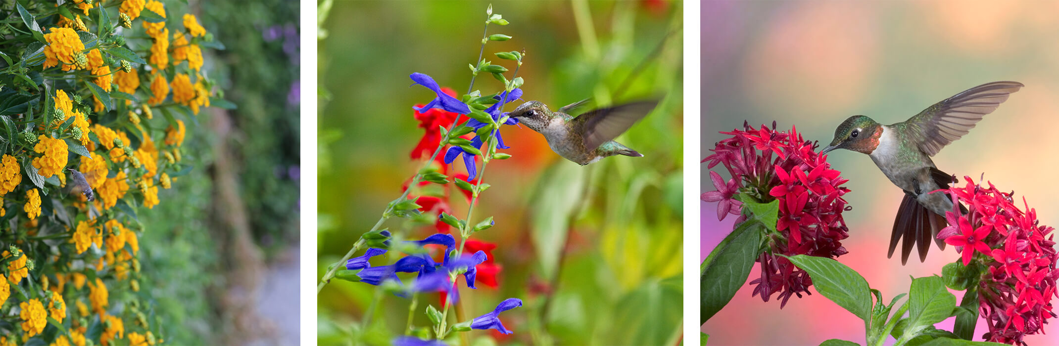 3 images with hummingbirds - with yellow lantana,  with blue sage, and with pink pentas