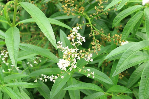 flowering lemon verbena plant