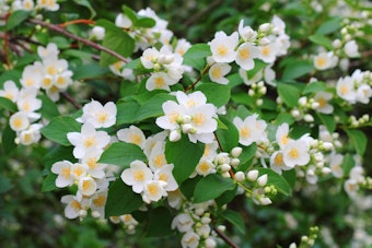 mock orange blooms