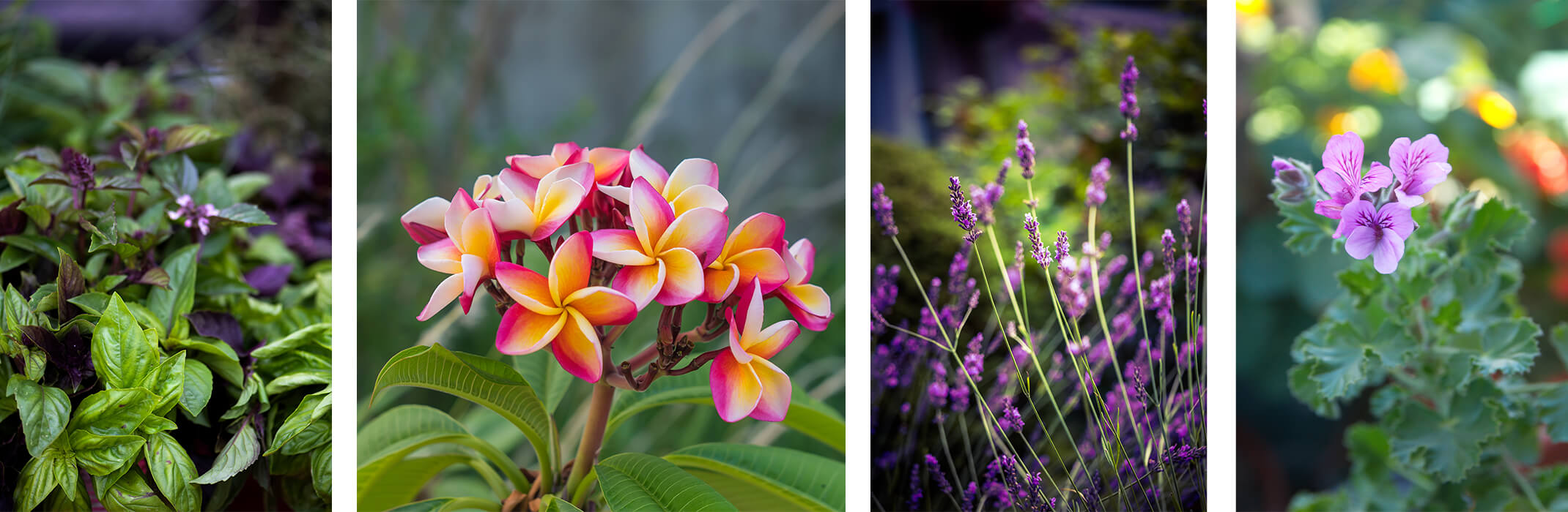 a Collage of 4 scented plants: green and purple basils, pink and yellow plumeria, lavender, and purple scented geranium