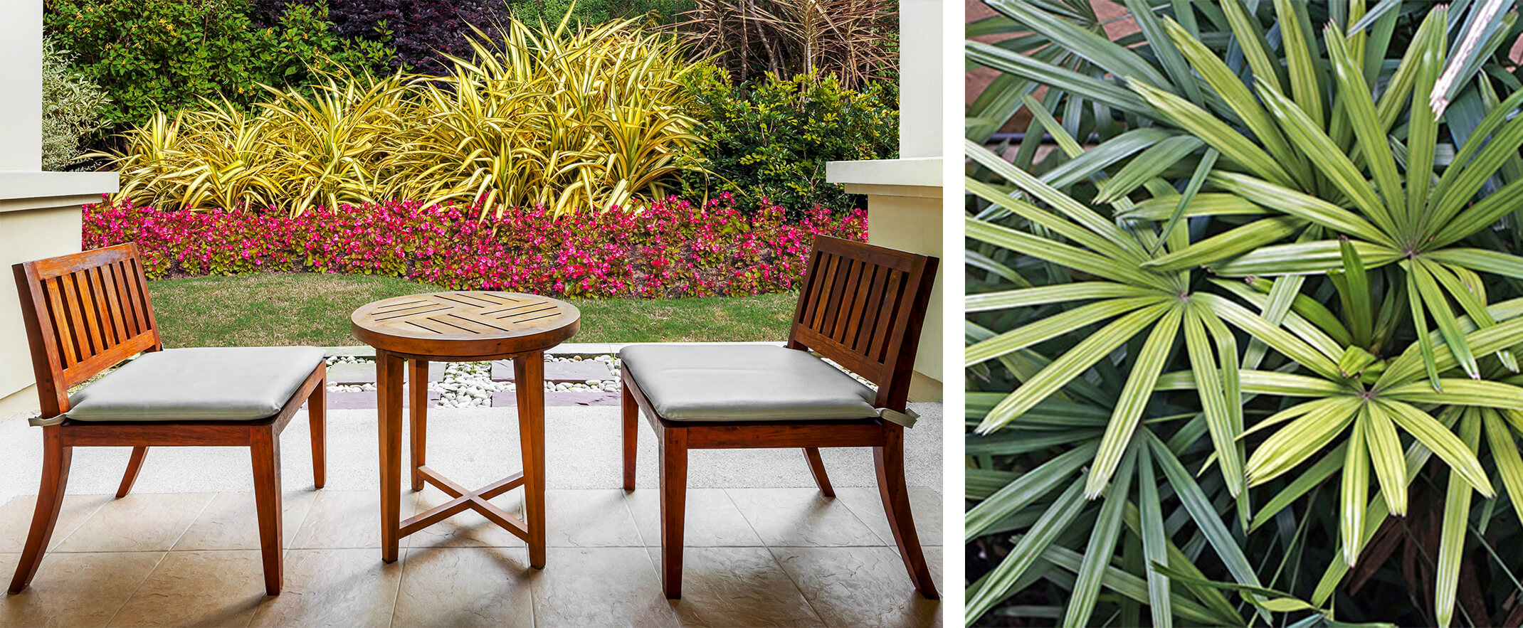 2 images: wooden patio seating and table with colorful assortment of various shade plants in background (including Dracaena), plus a closeup photo of Raphis Palm