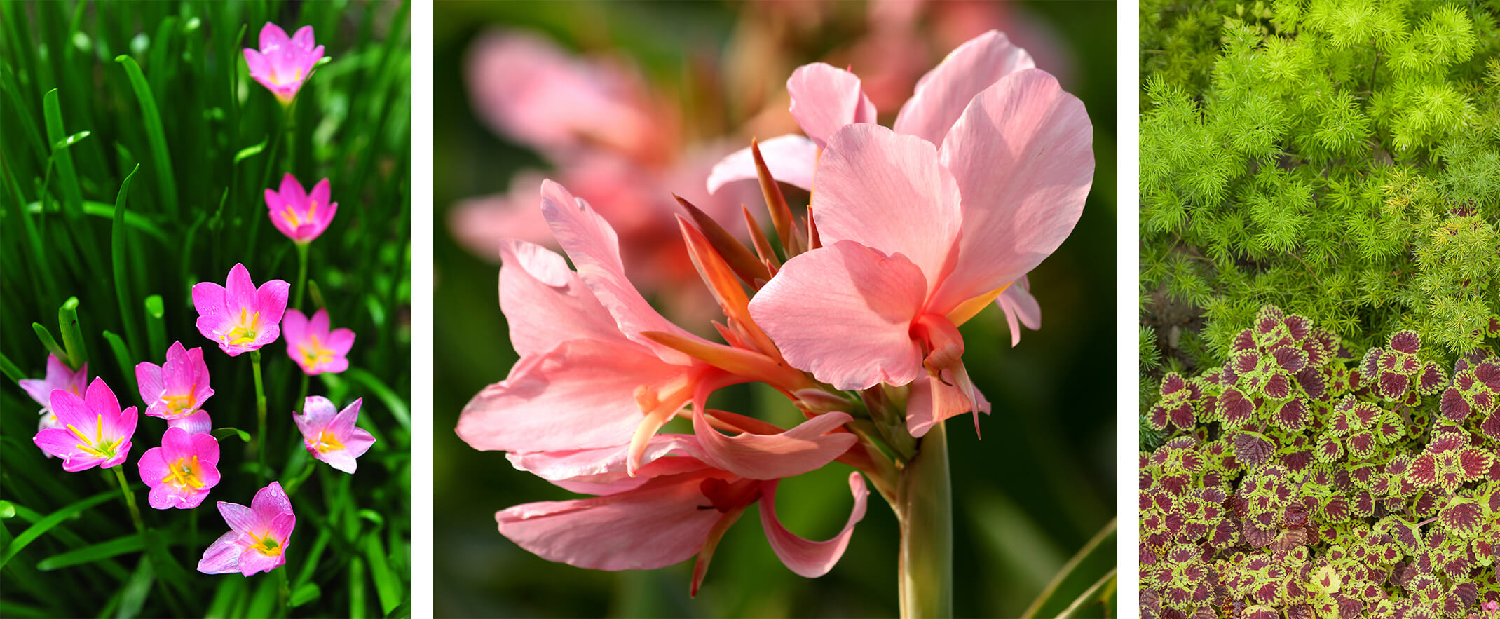 3 images: pink rain lilies in garden, light coral canna lily closeup, and an asparagus fern next to coleus