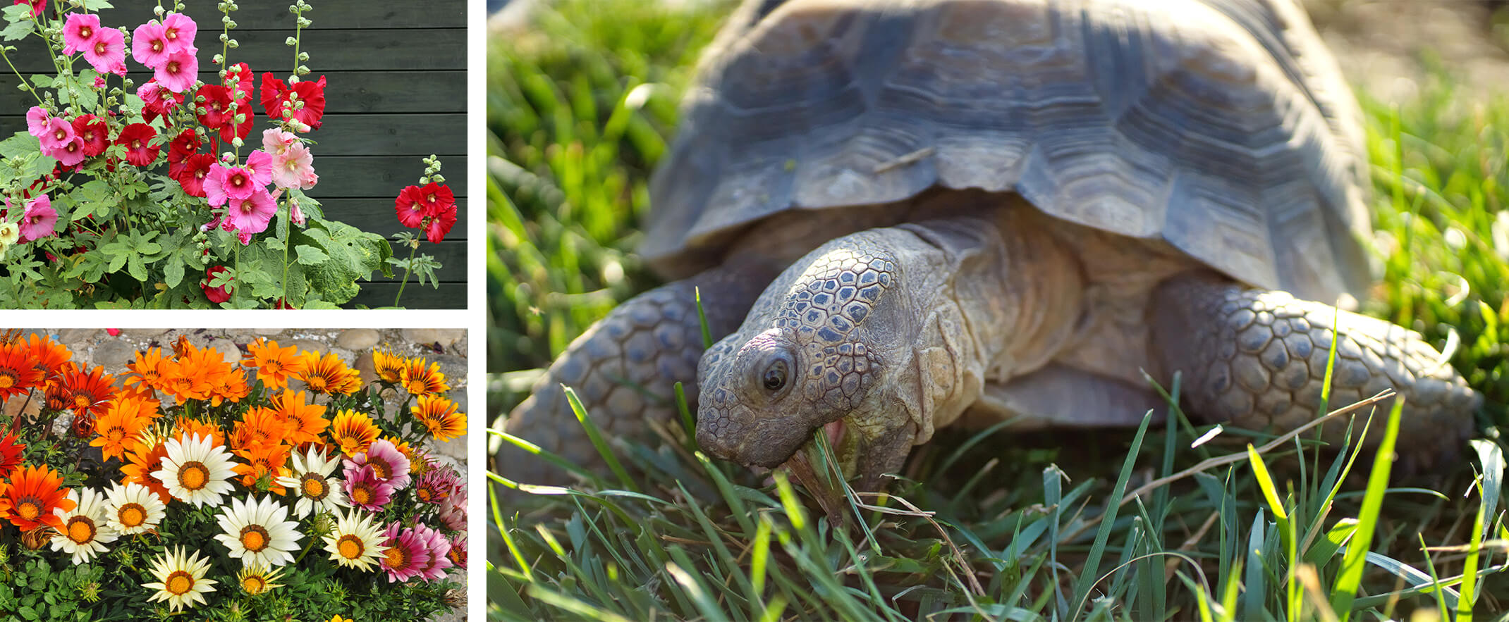 3 images: pink and red hollyhock flowers, orange and white gazania flowers, and a Desert Tortoise eating grass