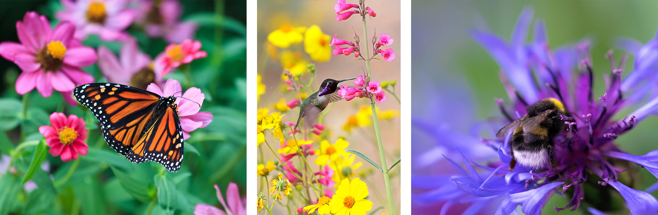3 images: monarch on pink cosmos flowers, hummingbird on pink penstemon flowers with yellow flowers in the background, and a bee on a purple bachelor's button flower