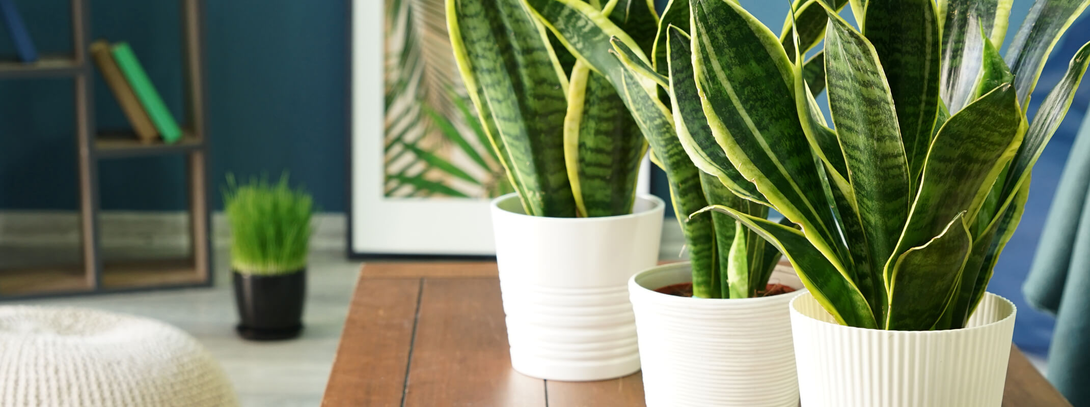 Living room with bookshelf and books and to the right is a table with three white pots with sansevieria houseplants