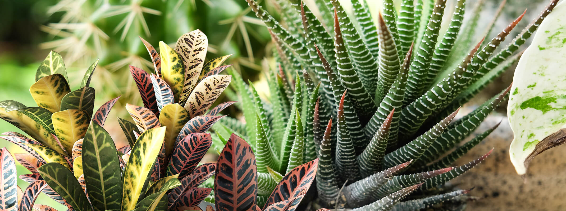 houseplants that love the light which included crotons, cactus and succulents