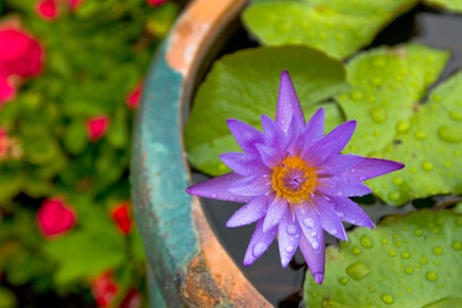 Water Garden with purple water lily in turquoise and terracota pot with red blurred flowers in the background