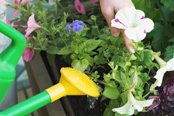 An assortment of colorful plants in a pot being watered by someone with a green and yellow watering can