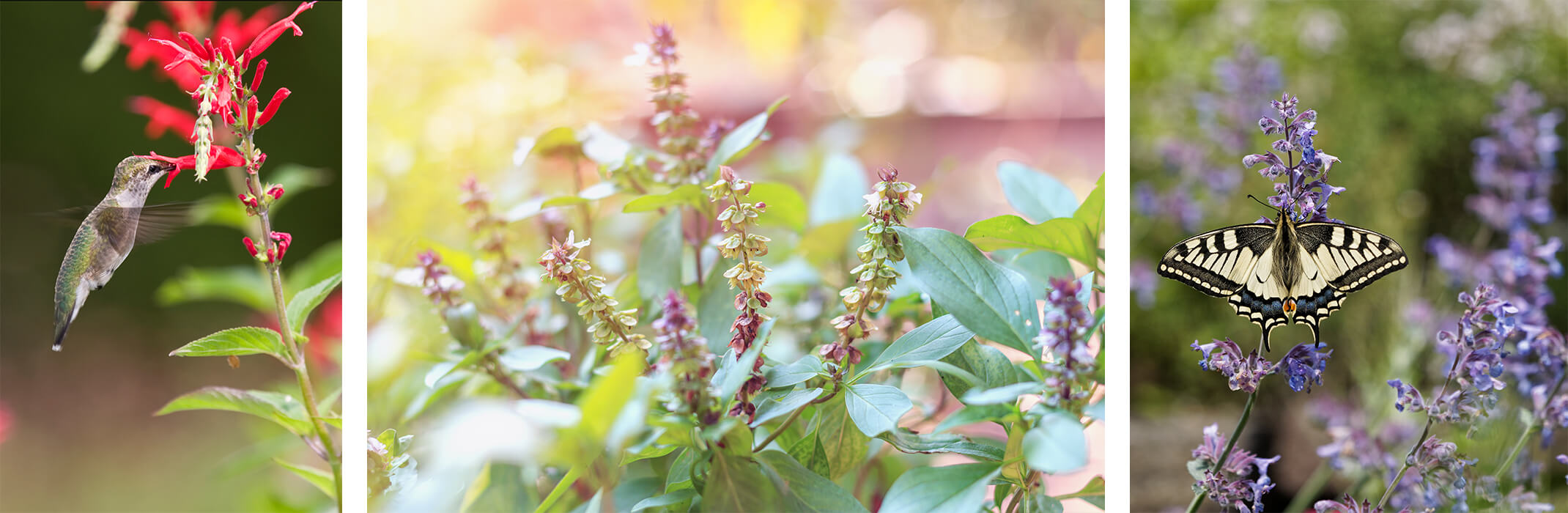 3 images - a hummingbird enjoying pineapple sage, a closeup of a holy basil plant, and a swallowtail butterfly on catmint