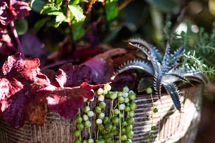 A closeup of assortment of colorful potted plants and succulents 