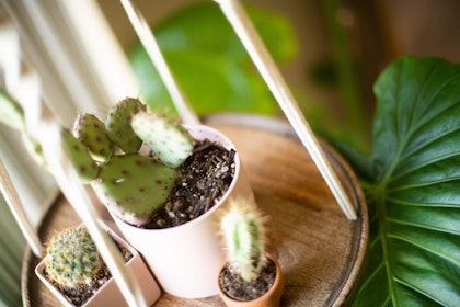 3 different cactus plants of varying sizes and types- each in their own pot on a round wooden hanging shelf with a large-leaved houseplant in the background