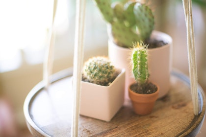 a hanging round wooden shelf with 3 different potted cactus plants of varying types