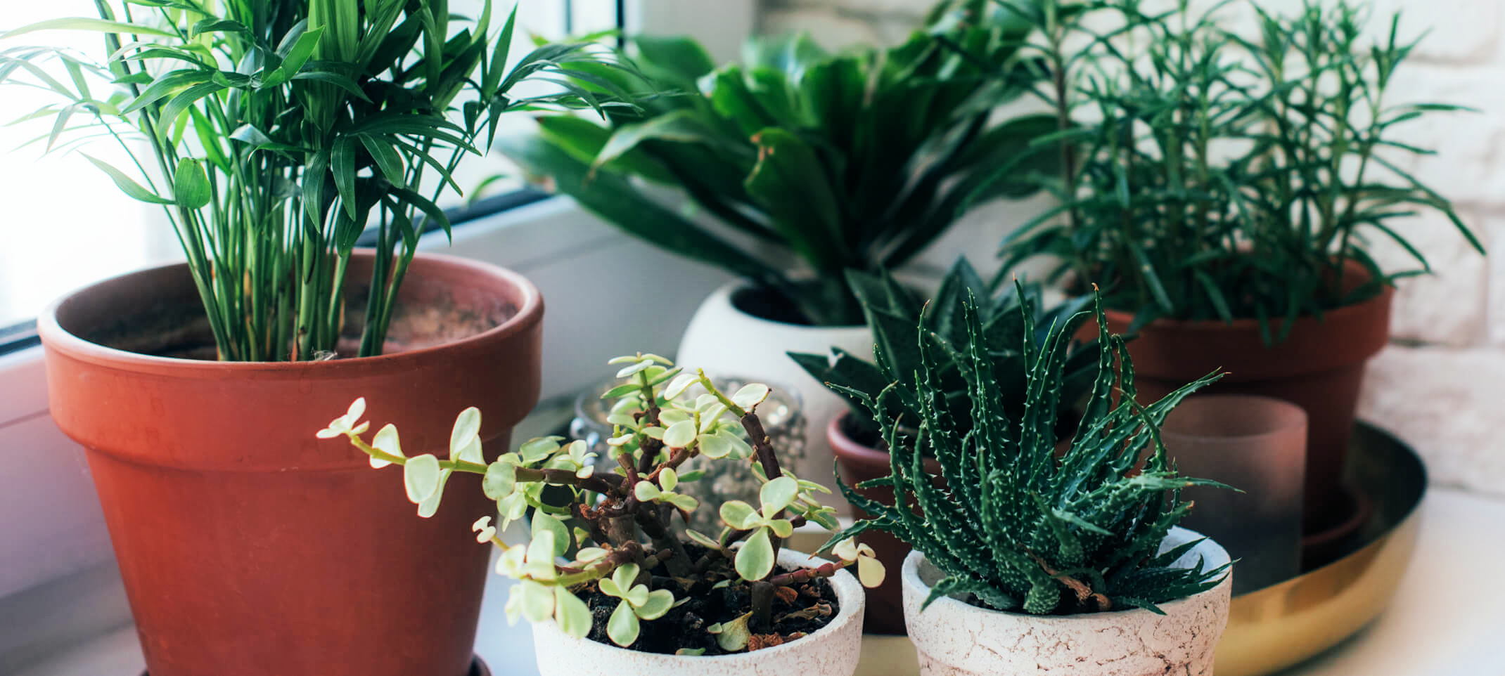 Assorted houseplants in front of a window