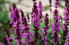 Purple meadow sage perennial