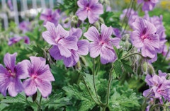 Purple Geranium Cransbill perennial