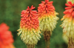 Kniphofia Red Hot Poker perennial