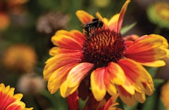 Gaillardias close up with a bee