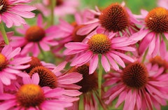 Echinacea or coneflowers, pink