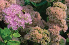 Pink sedum stone crop perennial