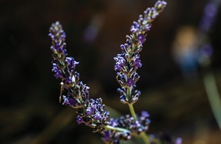 Phenomenal lavender