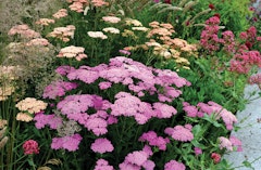 Achillea or yarrow assorted colors mixed in with other pretty perennials