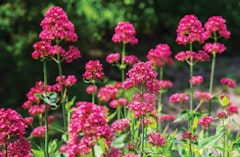 Centranthus Valerians perennials