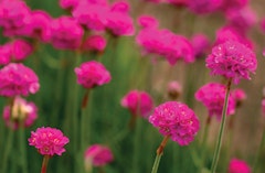 Armeria or Thrifts bright pink