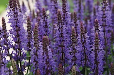 Purple blue salvia nemerosa perennial