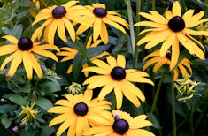 Yellow rudbeckia or black eyed susan perennial