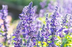 Purple salvia officinalis perennial