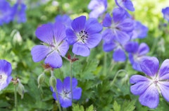 Purple Geranium Rozanne perennial