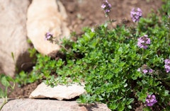 Thyme herb growing in the landscape with little purple flowers