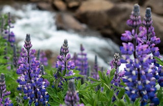 Fern Leaf lavender