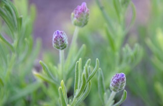 Thumbelina Leigh English lavender