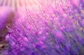 Provence lavender