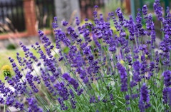 Lavender hidcote perennial