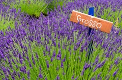 Lavender grosso perennial