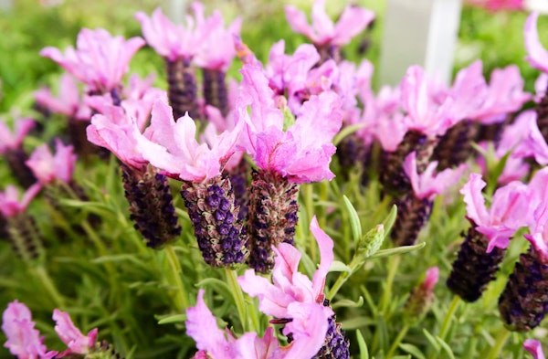 Spanish Lavender