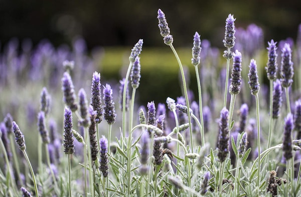 French Lavender