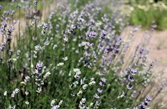 Lavender munsead perennial